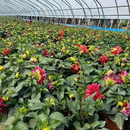 dahlias planted in pots