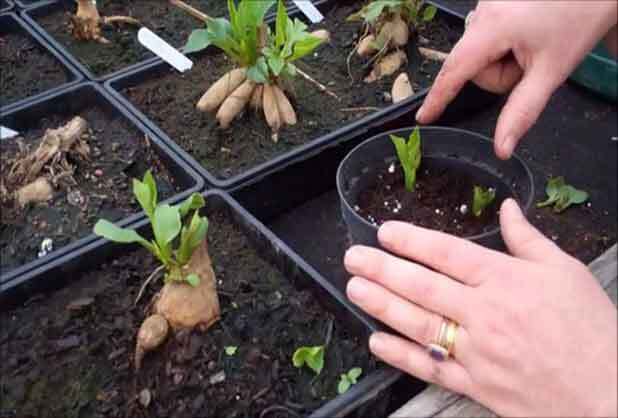 planting dahlia tubers