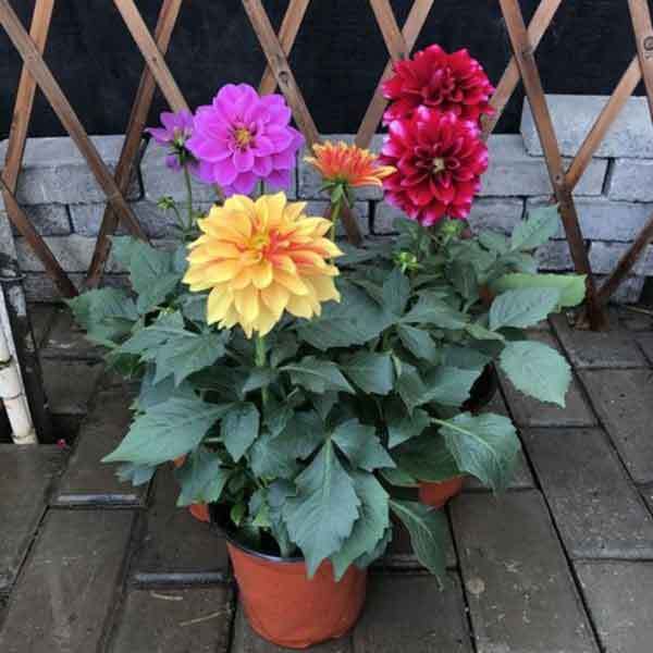 dahlia planting in pots