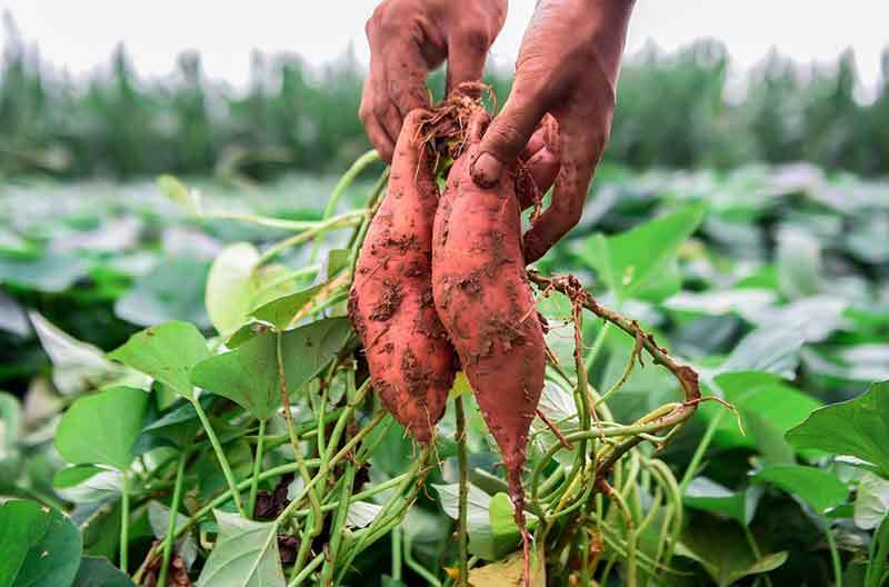 growing sweet potatoes in colorado