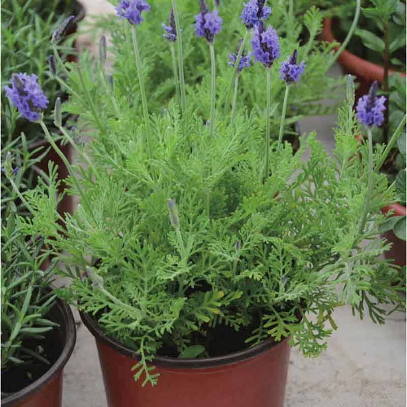 growing lavender in missouri