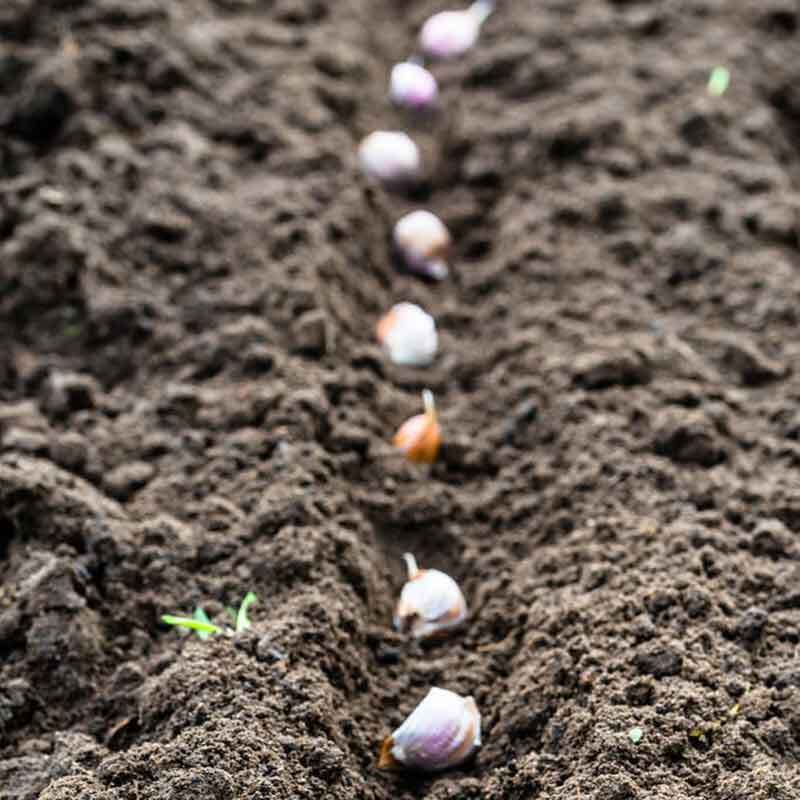 growing garlic in georgia