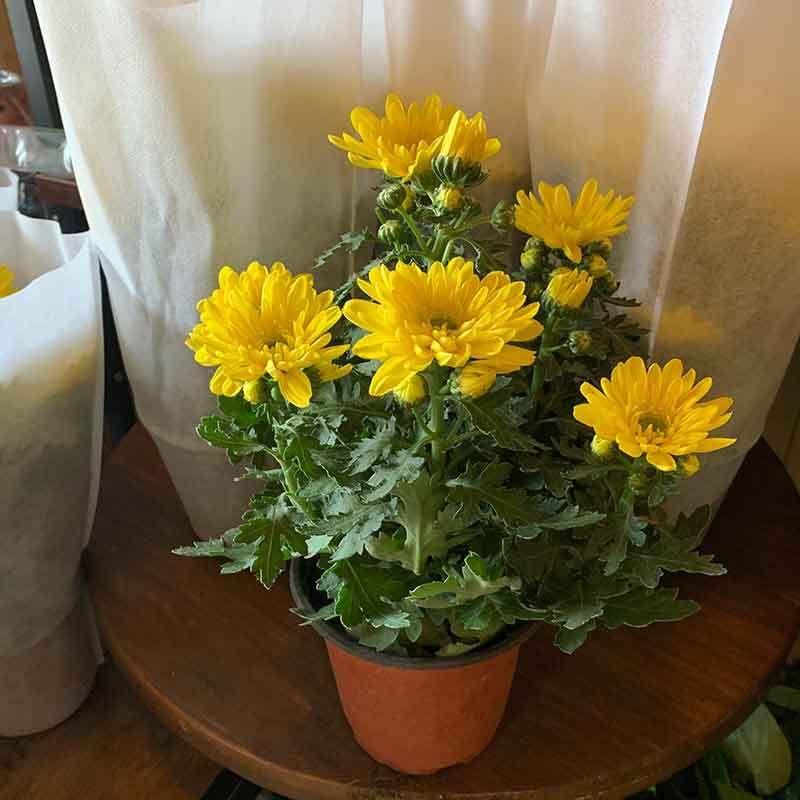 yellow mums in pots