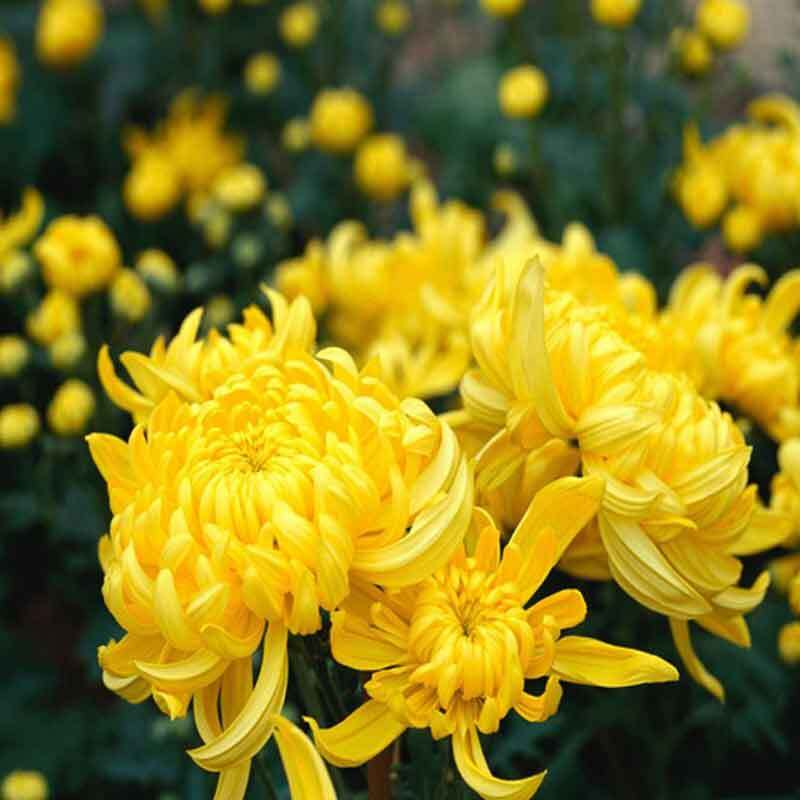 yellow mums