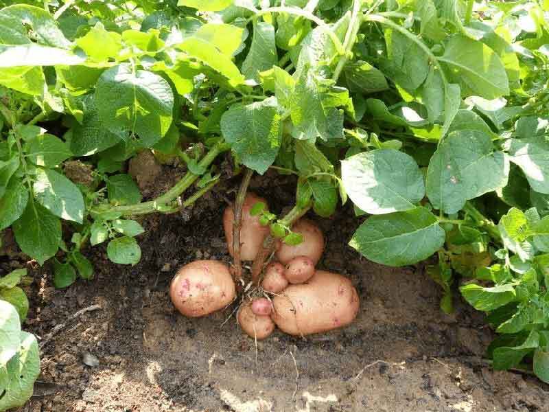 growing potatoes in colorado
