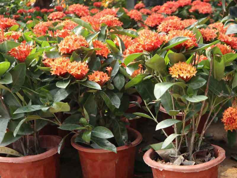 ixora plants