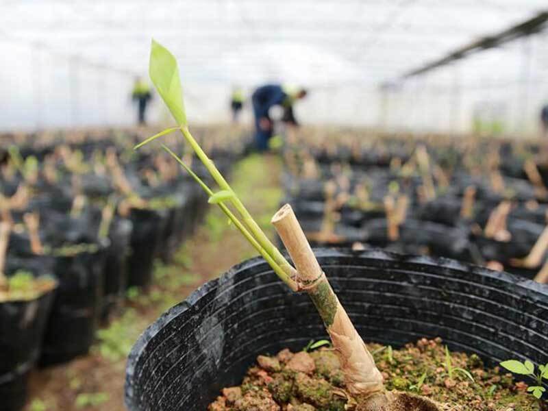 growing bamboo in michigan